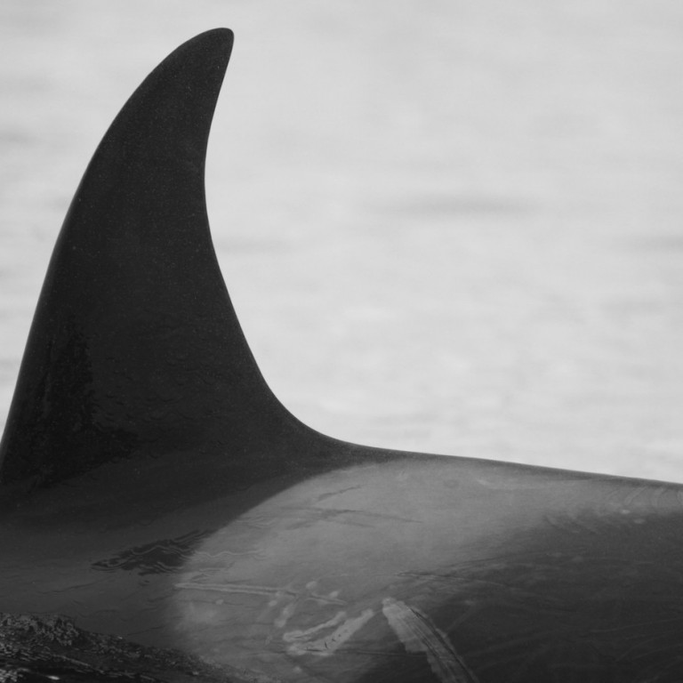 IS243 (Photo by Filipa Samarra)