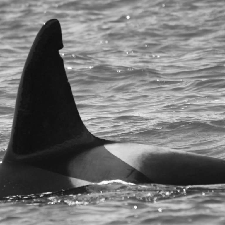 IS256 (Photo by Sara Tavares)