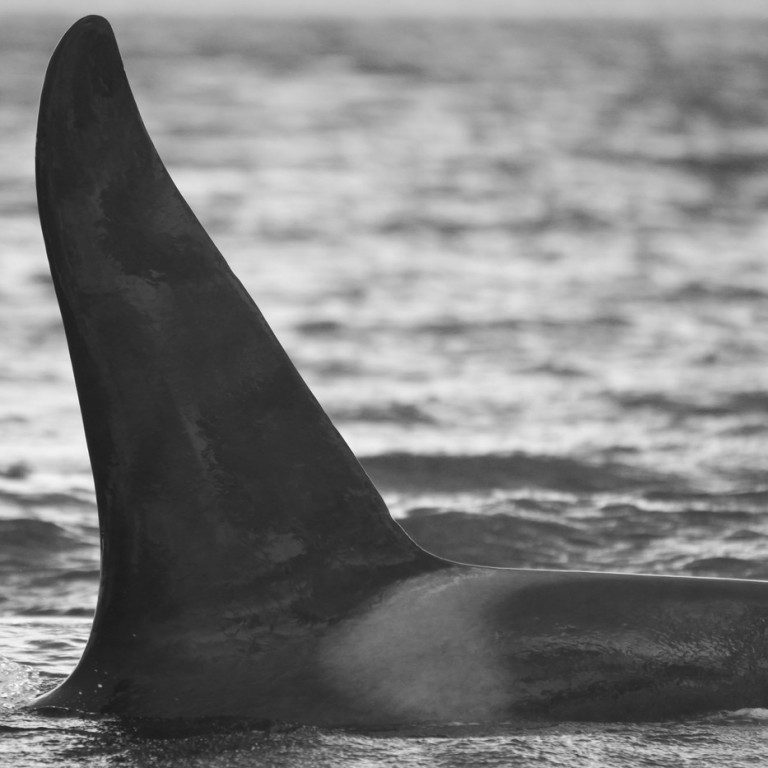 IS293 (Photo by Sara Tavares)