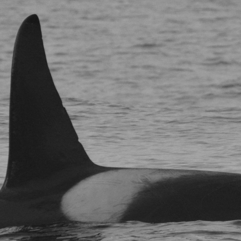 IS294 (Photo by Chiara Bertulli/Univ. Iceland/Faxaflói Cetacean Research)