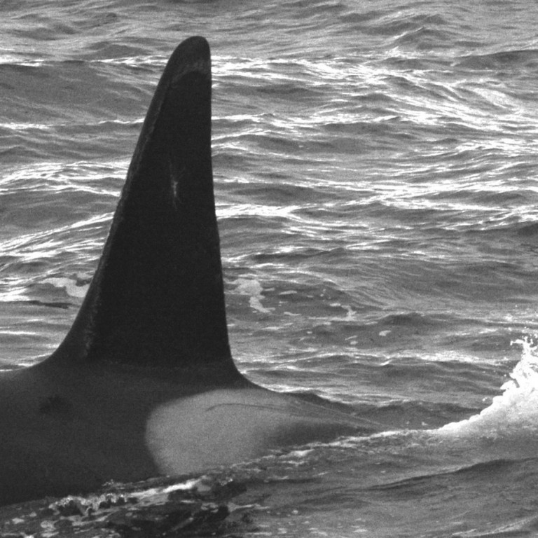 IS295 (Photo by Chiara Bertulli/Univ. Iceland/Faxaflói Cetacean Research)