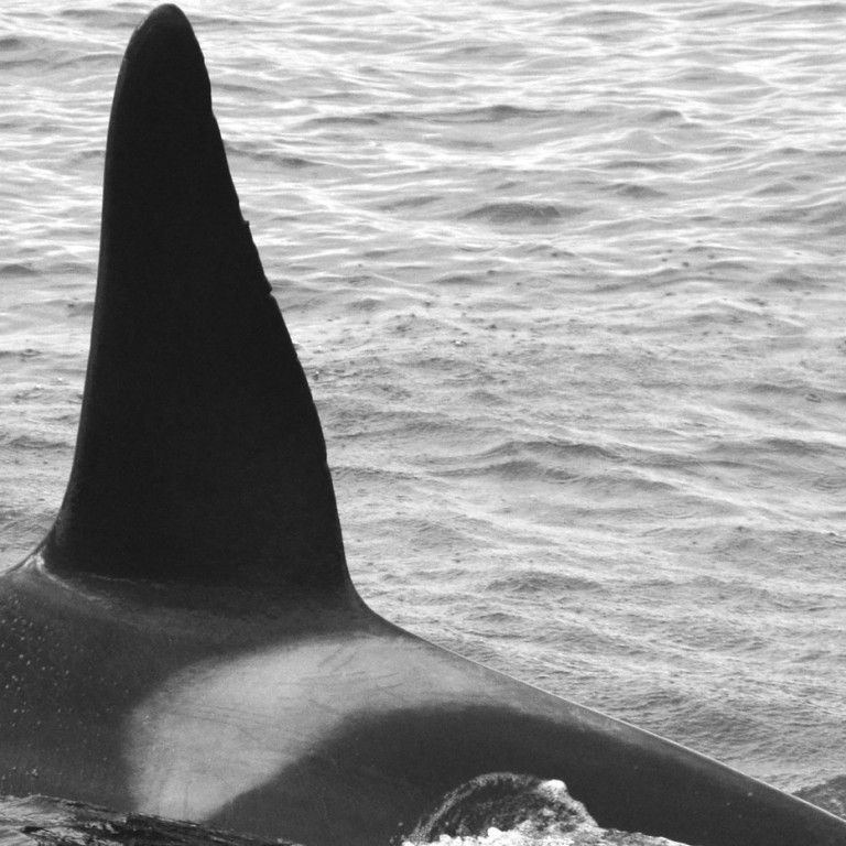 IS296 (Photo by Jack Ball/Elding)