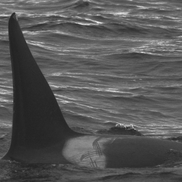 IS297 (Photo by Chiara Bertulli/Univ. Iceland/Faxaflói Cetacean Research)