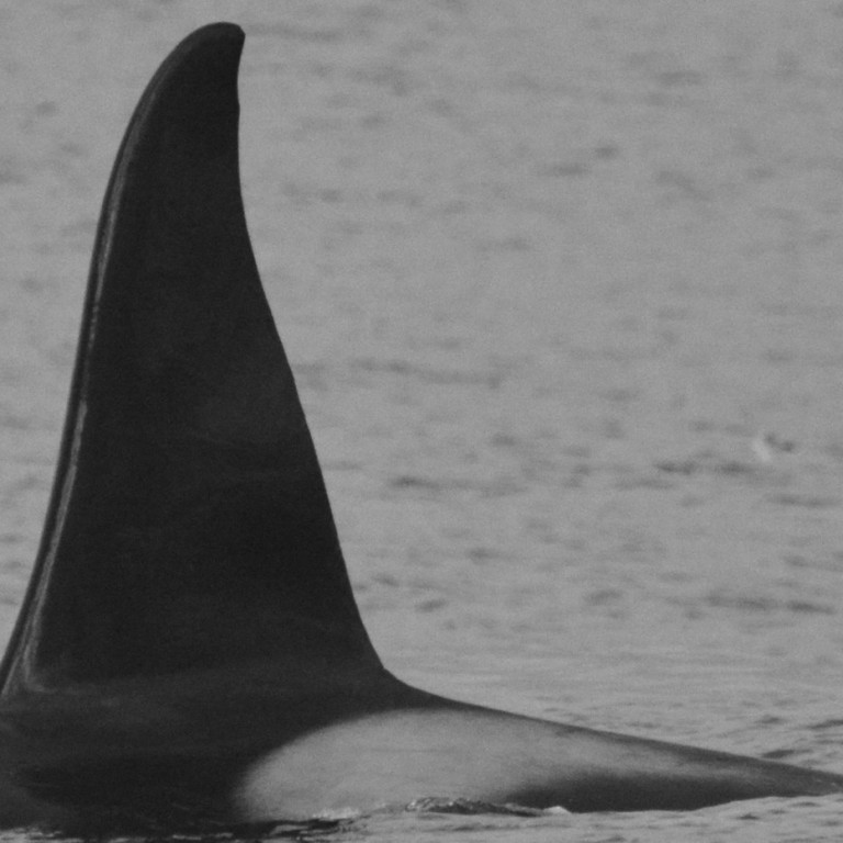 IS305 (Photo by Chiara Bertulli/Univ. Iceland/Faxaflói Cetacean Research)