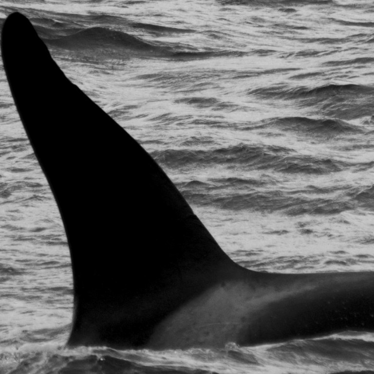 IS319 (Photo by Megan Whittaker/Elding Research)