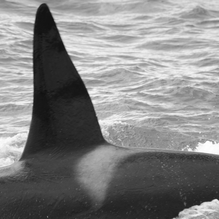 IS320 (Photo by Megan Whittaker/Elding Research)