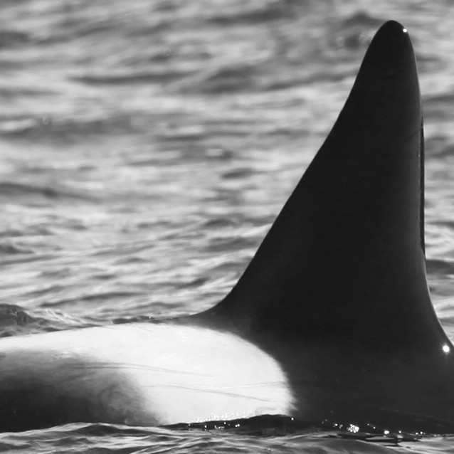 IS091 (Photo by Sara Tavares)