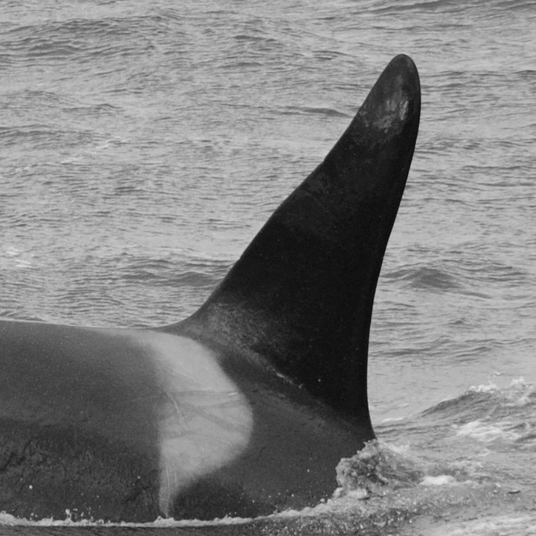 IS147 (Photo by Sarah Lawrence/Univ. Iceland/Faxaflói Cetacean Research)