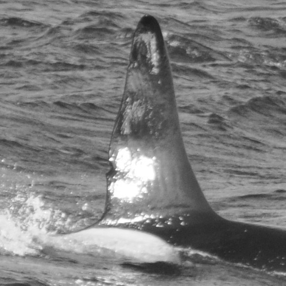 IS198 (Photo by Virginie Wyss/Univ. Iceland/Faxaflói Cetacean Research)