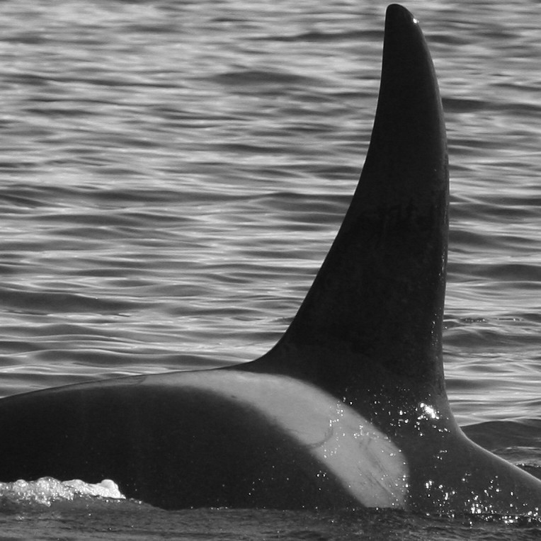 IS313 (Photo by Julie Béesau)