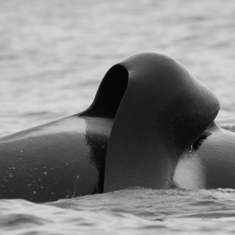 IS053 (Photo by Sara Tavares)