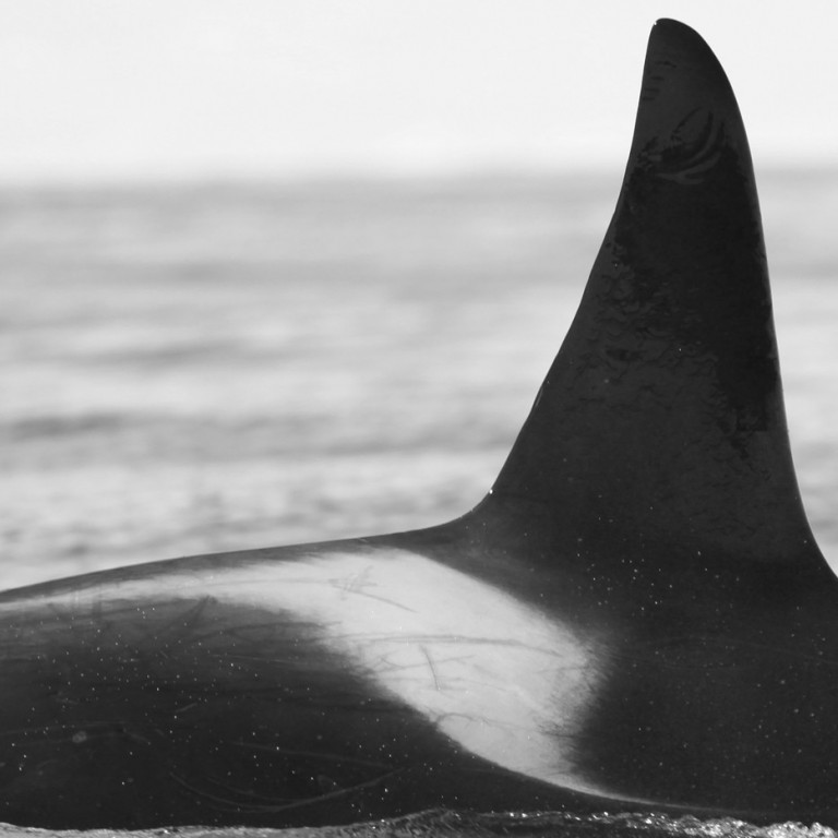 IS085 (Photo by Sara Tavares)