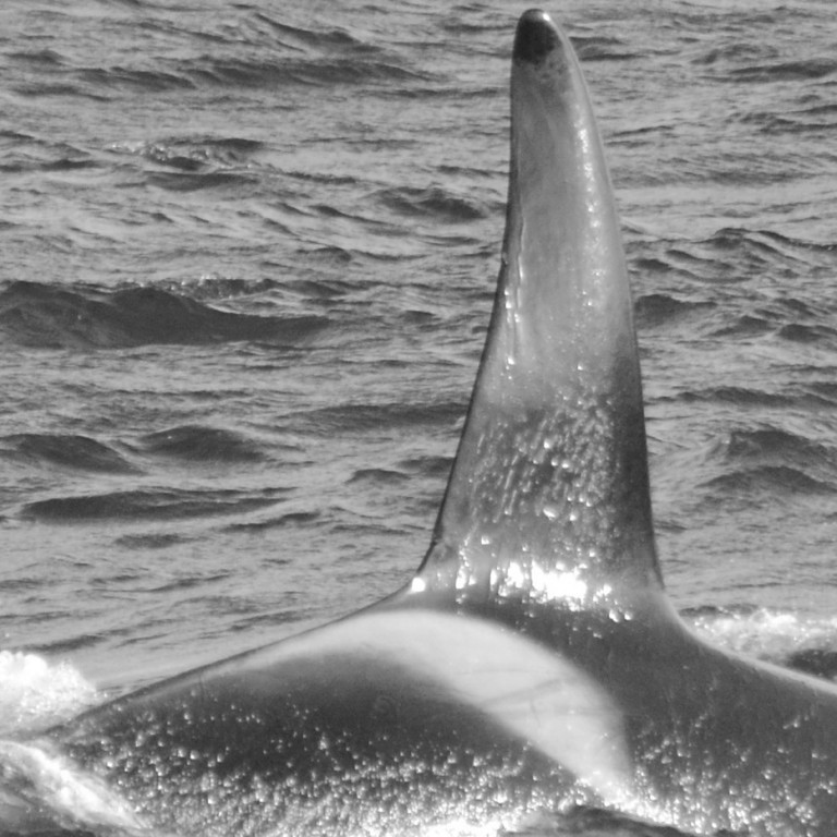 IS173 (Photo by Monica Subiranas/Univ. Iceland/Faxaflói Cetacean Research)