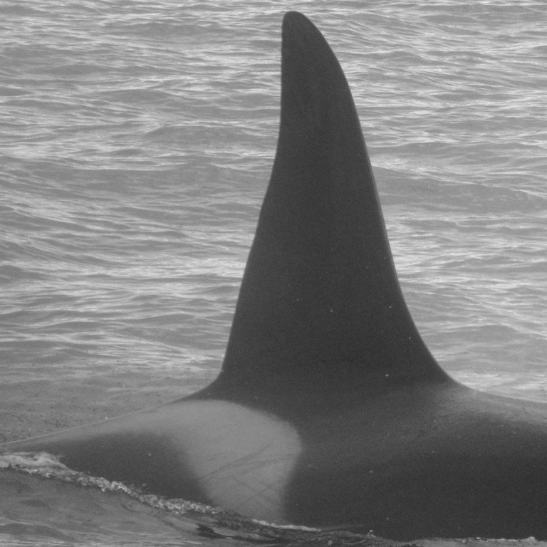 IS196 (Photo by Virginie Wyss/Univ. Iceland/Faxaflói Cetacean Research)