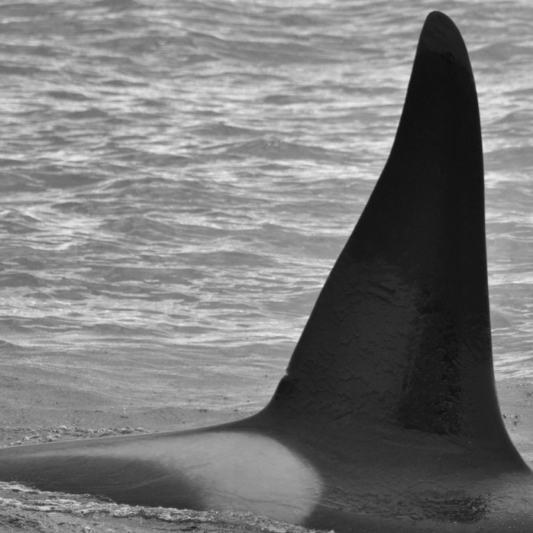 IS209 (Photo by Monica Subiranas/Univ. Iceland/Faxaflói Cetacean Research)