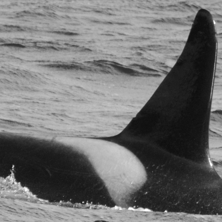 IS222 (Photo by Monica Subiranas/Univ. Iceland/Faxaflói Cetacean Research)