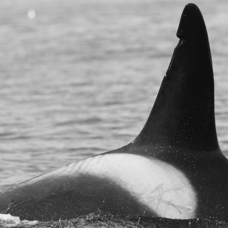 IS256 (Photo by Sara Tavares)