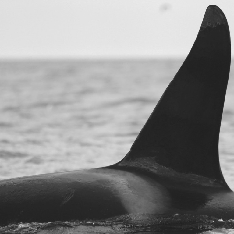 IS293 (Photo by Sara Tavares)