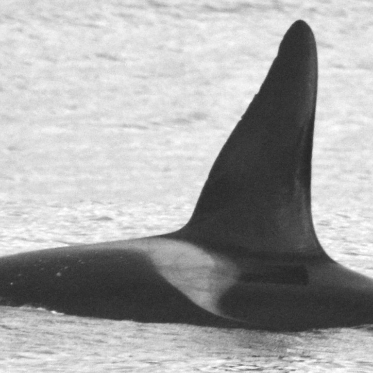 IS296 (Photo by Chiara Bertulli/Univ. Iceland/Faxaflói Cetacean Research)