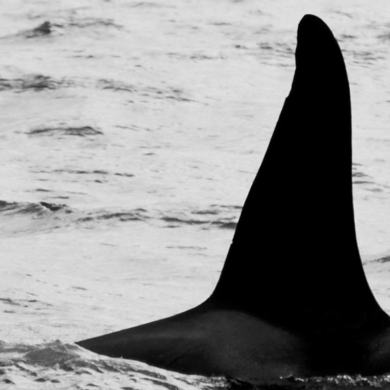 IS319 (Photo by Megan Whittaker/Elding Research)