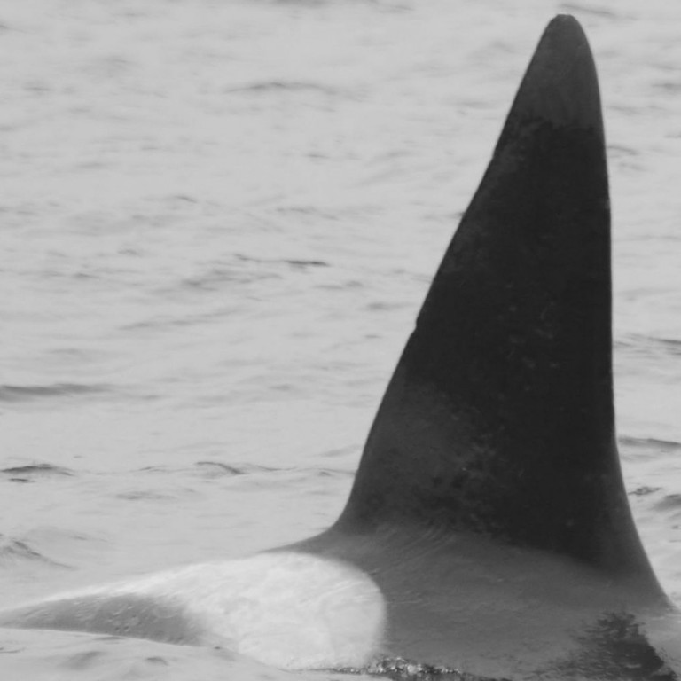 IS325 (Photo by Megan Whittaker/Elding Research)