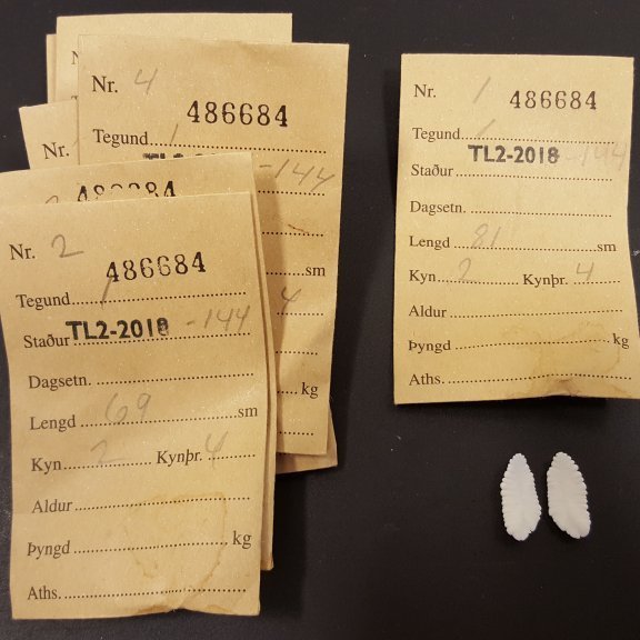 Búið er að gefa kvörnum auðkenni. Aðeins önnur kvörnin er sett í sögun, hin er geymd í pokanum.