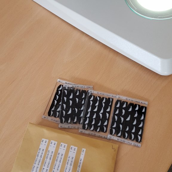 Gler með kvarnasneiðum tilbúið til aldursgreiningar.