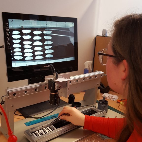 Kvörnum raðað. Í botninum á bakkanum er þunnt lag af resin.