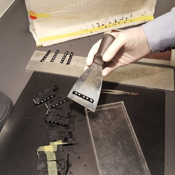 Sneið tekin eftir sögun og síðan sett í plastbakka (sést á næstu mynd á eftir).