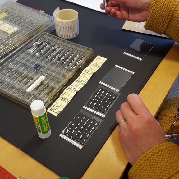 Kvarnasneiðum raðað á gler.