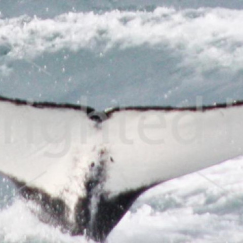 ISMN0559 (a.k.a. ISMN0720)