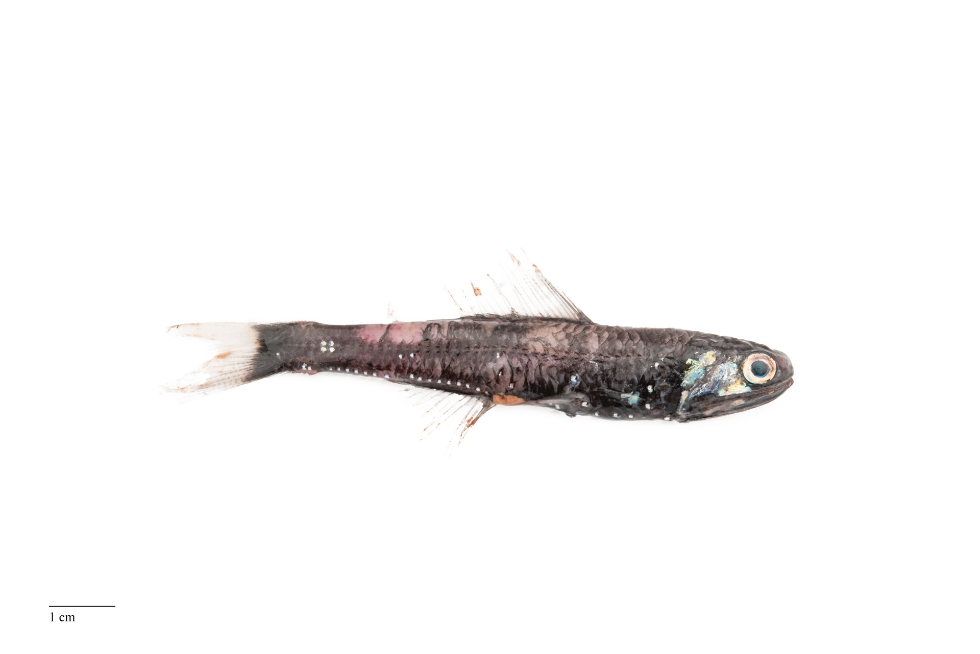 New article on The Kroyer’s lantern fish | Marine and Freshwater ...