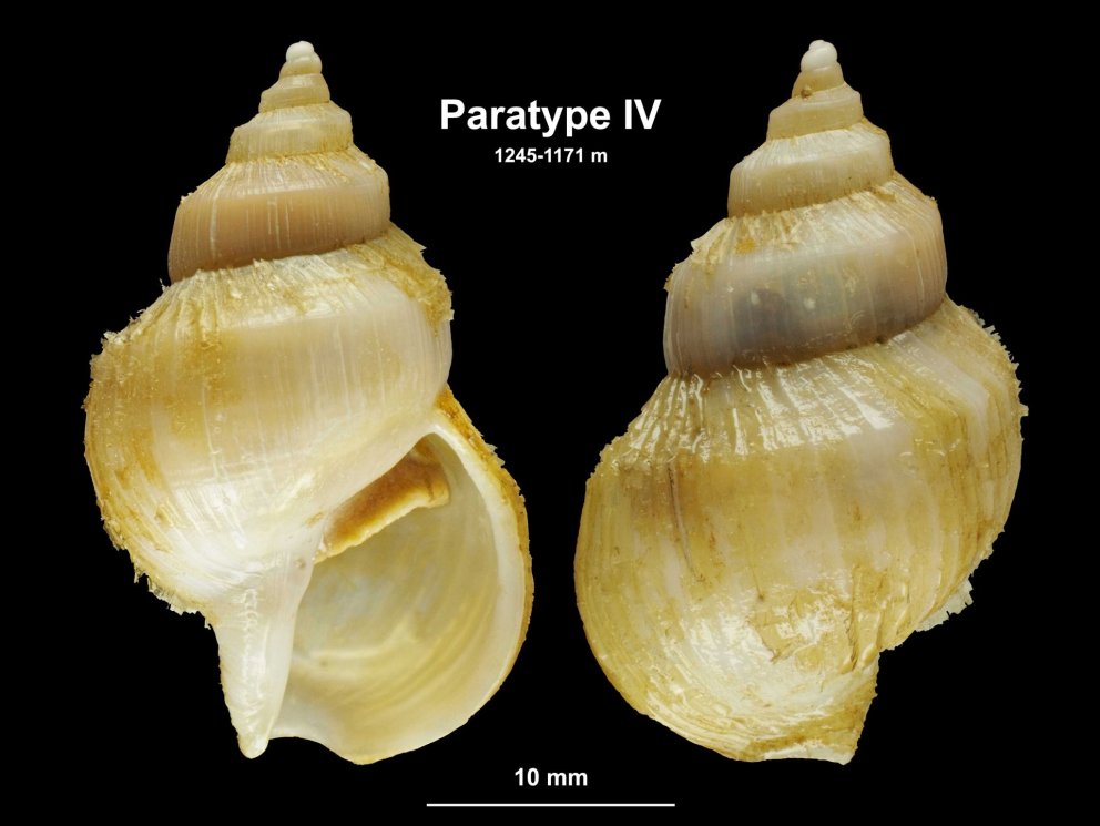 Nýi kuðungurinn; Buccinum palssoni Fraussen, Delongueville & Scaillet, 2004