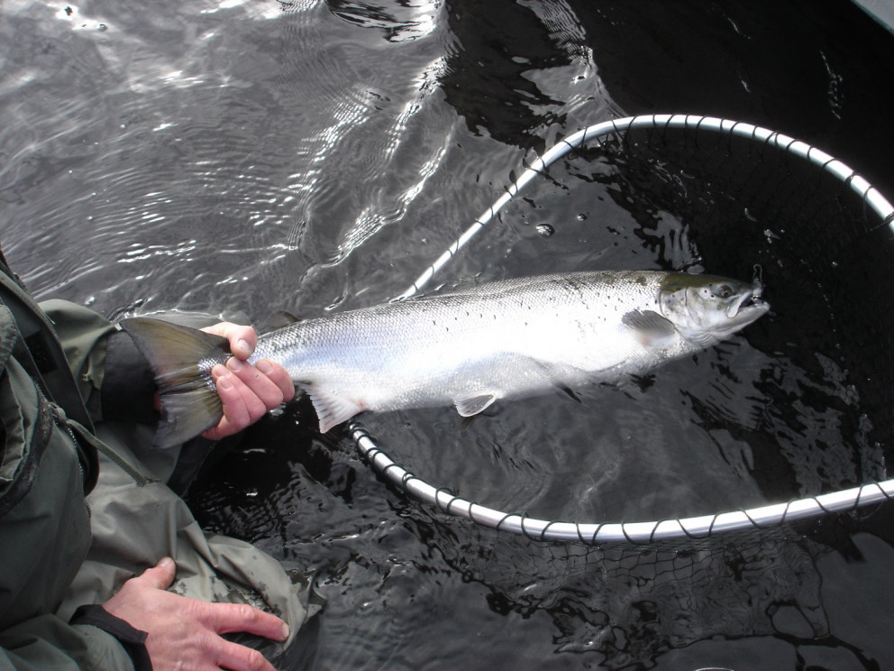 A microsatellite baseline for genetic stock identification of European Atlantic salmon