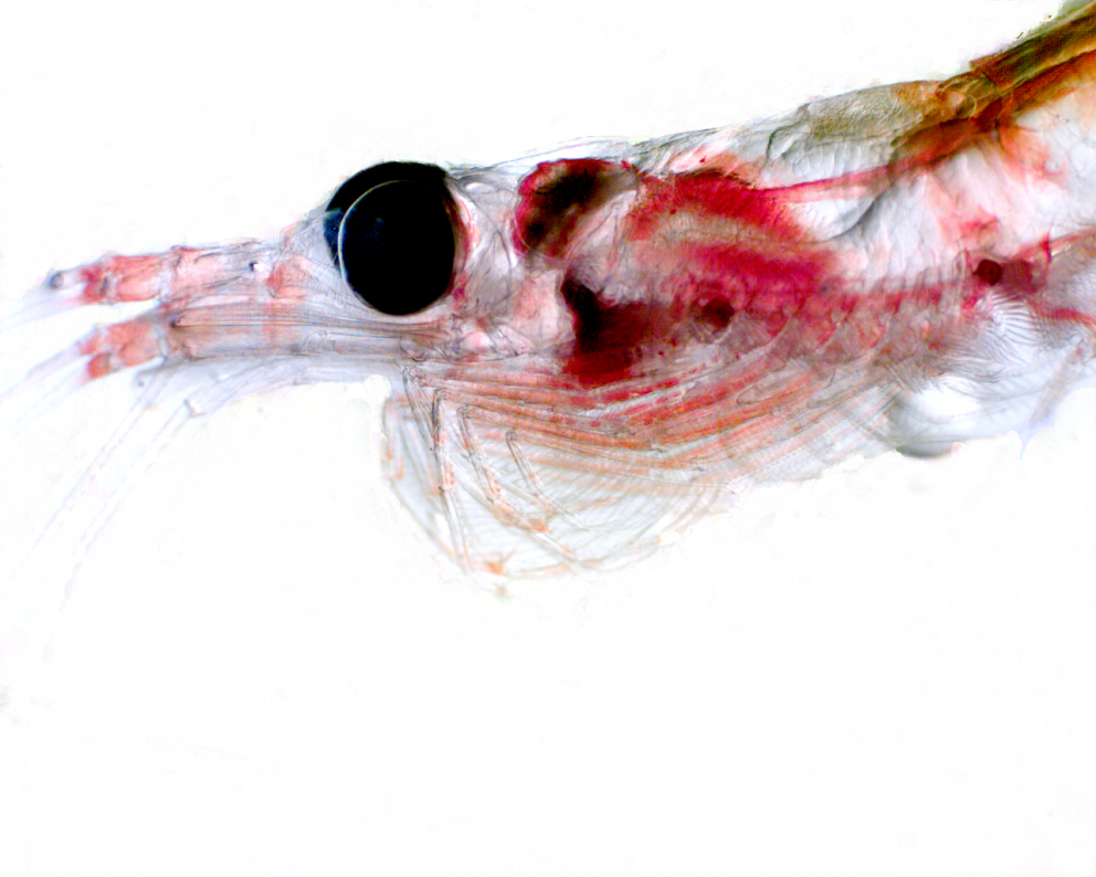 Hydrographic parameters major influence on krill