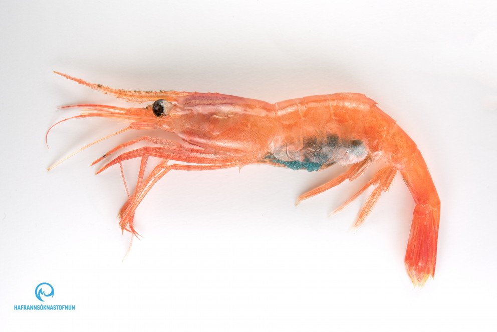 Endurskoðuð ráðgjöf vegna rækju í Ísafjarðardjúpi