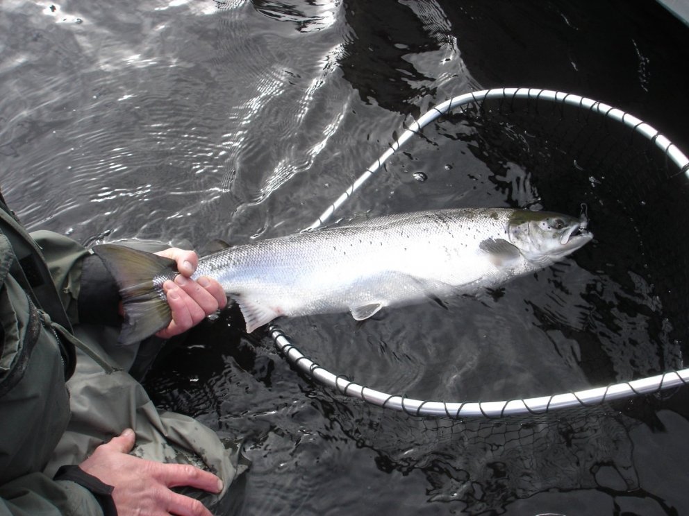 Bráðabirgðatölur fyrir stangveiði á laxi sumarið 2018