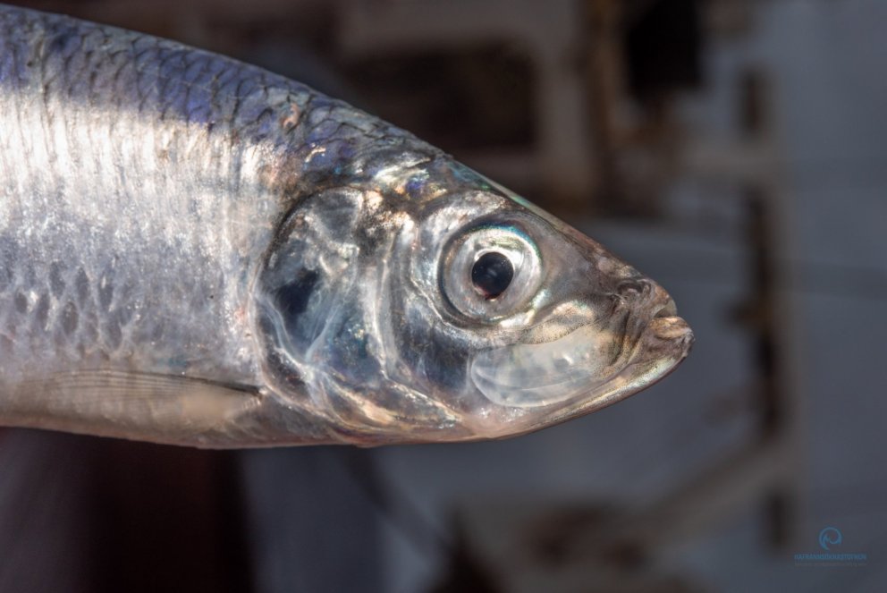 Photo: Svanhildur Egilsdóttir