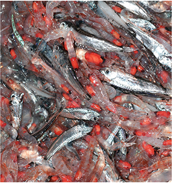 Figure illustrating the great diversity of the mesopelagic layer showing two fish species and severa…