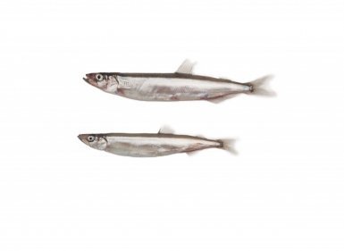 No TAC recommended for capelin during the 2019/2020 season