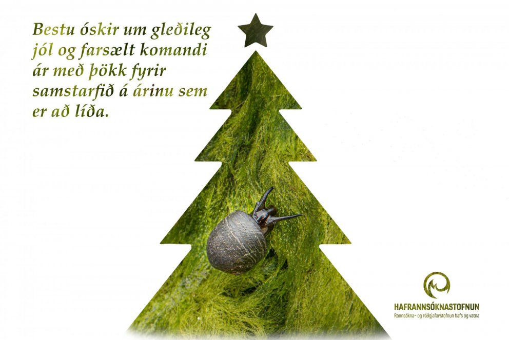 Á myndinni má sjá þangdoppu (Littorina obtusata)á brimskúf ( Acrosiphonia arcta).