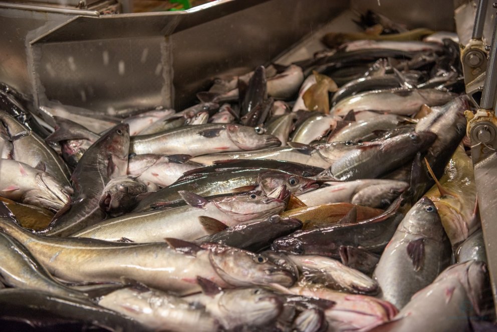 Ljósm: Svanhildur Egilsdóttir