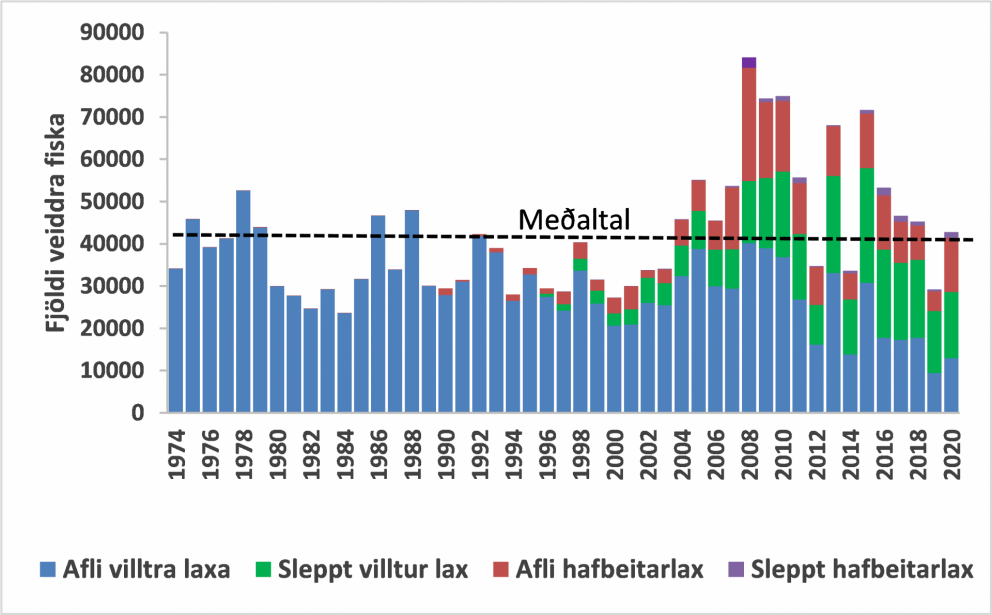 1. mynd. Stangveiði í íslenskum ám frá 1974 - 2020. Veiðinni er skipt í landaðan afla (blátt), veitt…