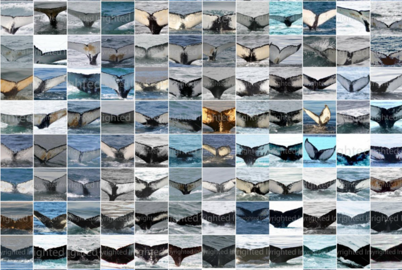 Skjámynd af ISMN síðu