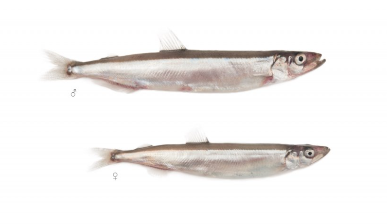 Mynd: Svanhildur Egilsdóttir