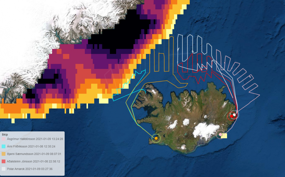 Leiðarlínur skipanna fimm sem tóku þátt í loðnumælingum í síðustu viku ásamt legu hafís.
