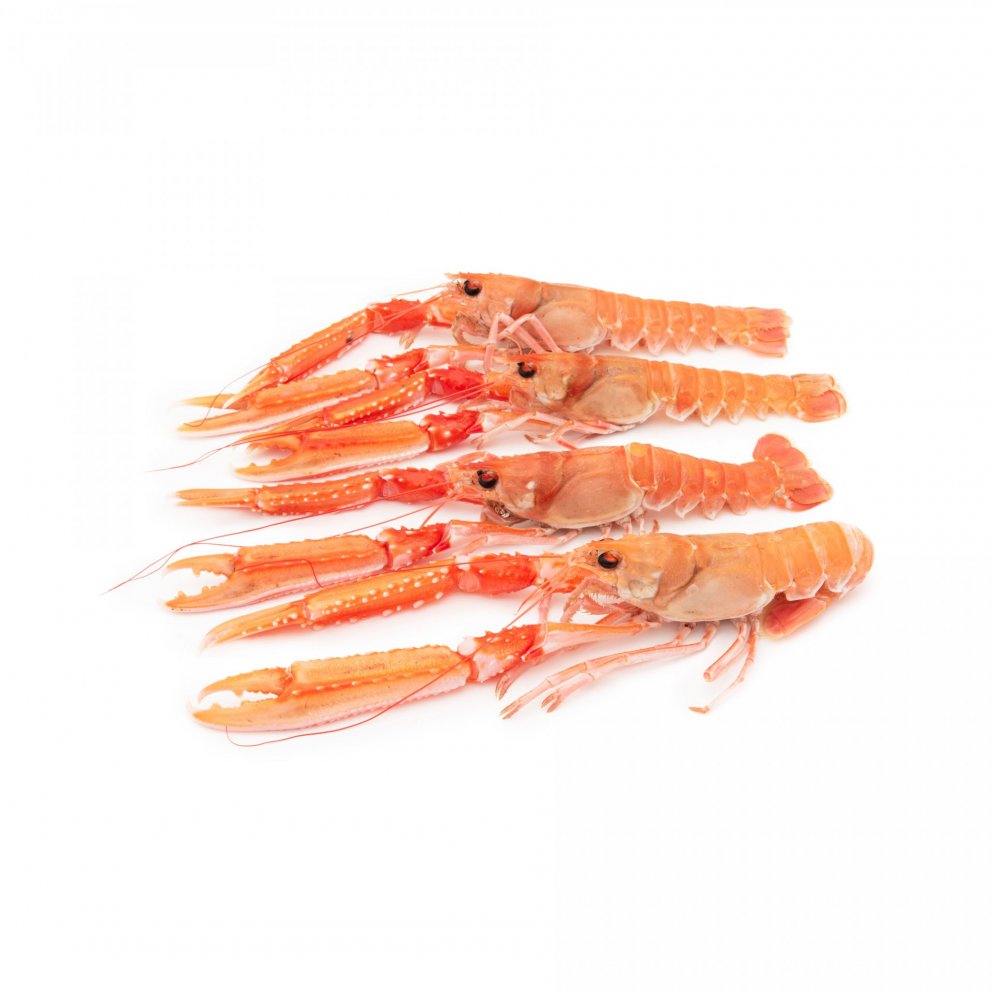 Humar. Ljósm. Svanhildur Egilsdóttir.