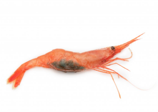 Rækja. Ljósm. Svanhildur Egilsdóttir