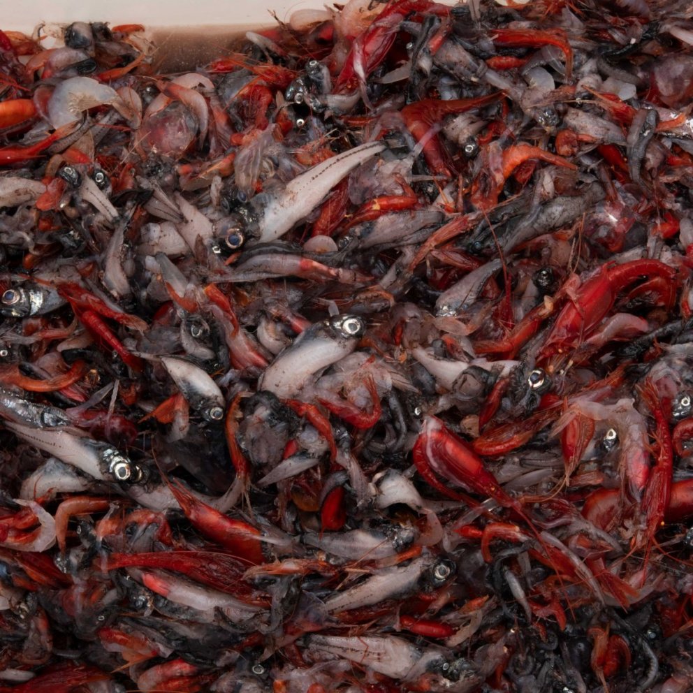 Image: Svanhildur Egilsdóttir.