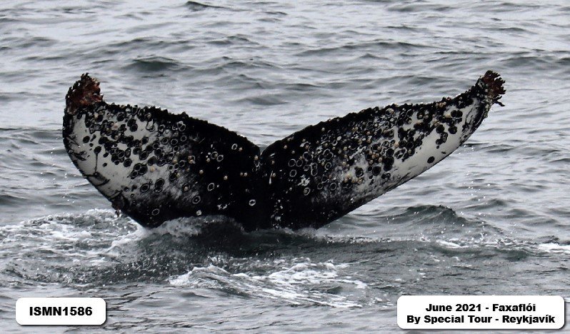 The humpback whale ISMN1586 in Faxaflói bay.